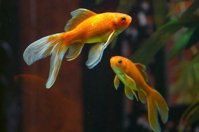 2 poissons dans un aquarium