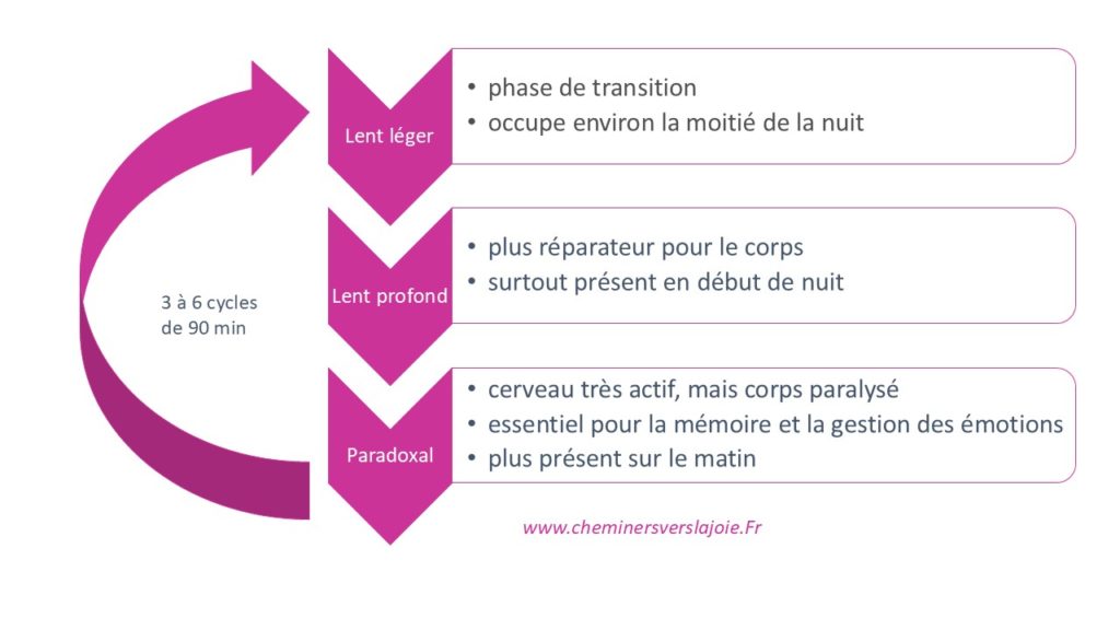 Schéma des cycles et des phases du sommeil